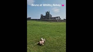 Bruno The Staffordshire Bull Terrier At Whitby Abbey
