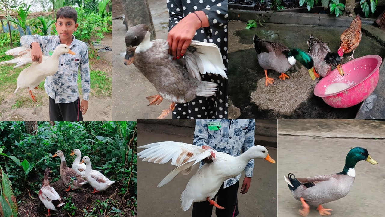 আবারো সাদা হাস নিয়ে আসলাম বন্ধুরা,😱🪿 আমার শখের খামার 🥰 