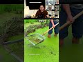encontro ESTA PLAGA en SU CULTIVO #shorts #shortsfeed #shortvideo