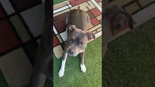 Staffy Pittie Dallas Watching Daddy Cook Rib Eye Steak