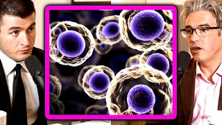 Chemist explains evolution of life on Earth | Lee Cronin and Lex Fridman
