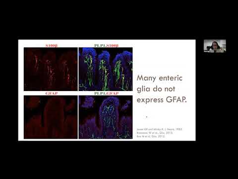 Basic Concepts in Neurogastroenterology: GI Dysmotility: Role of non-neuronal cells.