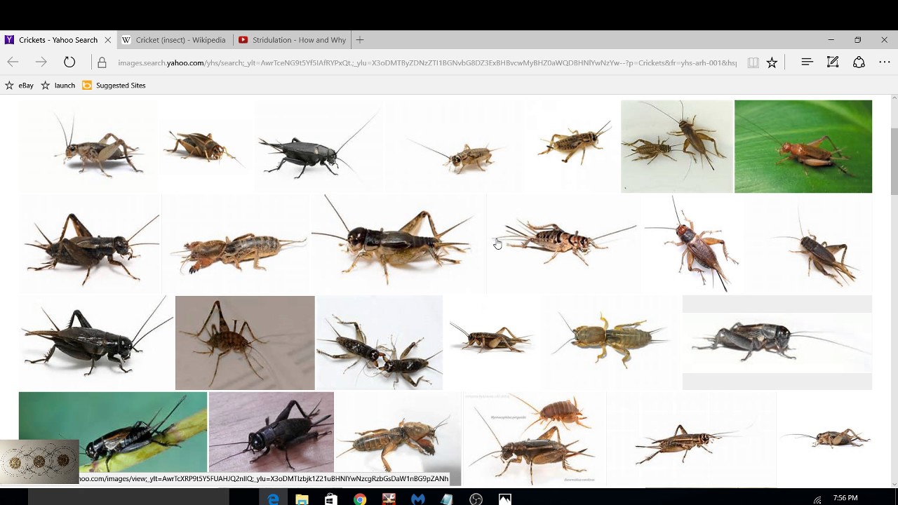 CRICKETS make CHIRP sound HOW??? Hind Legs or Wings? Mandela Efffect