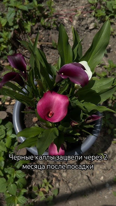 Черные каллы #каллы #садовыецветы #сад #огород #садоводство #plants # ...
