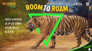Room to Roam: Securing a Future for Big Cats | Big Give Earth Raise Campaign 2026