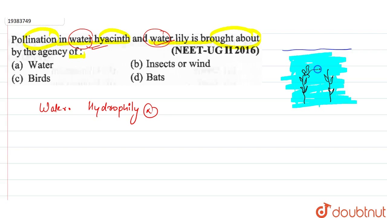 Water Lily Pollination Agent