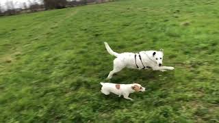 Big Dog Vs Tiny Tornado Candy & Ninas Playtime