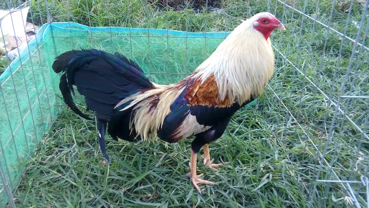 Gallo giro sweater YouTube