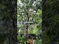 rain sound for sleep in village #rain