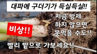 대파가 주저앉고 있어요! 지금 방제 안하면 이렇게 됩니다!!