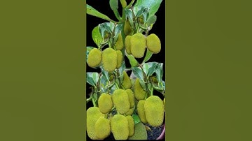 Coca-Cola aids in jackfruit grafting #gardening #grafting #plants