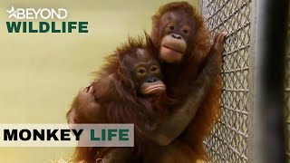 S6E03 | Dinda And Lingga Join Forces Against The Spanish Newcomer. | Monkey Life | Beyond Wildlife