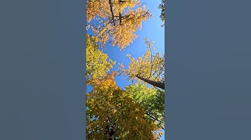 🍁🍂Mindblowing Autumn Trees | Fall😍Colours | Elagin Park #simple #travel #explore #asmr #nature #spb