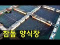 8만 마리의 '참돔'이 사는 곳, 축구장 3개 크기의 남해 가두리 양식장