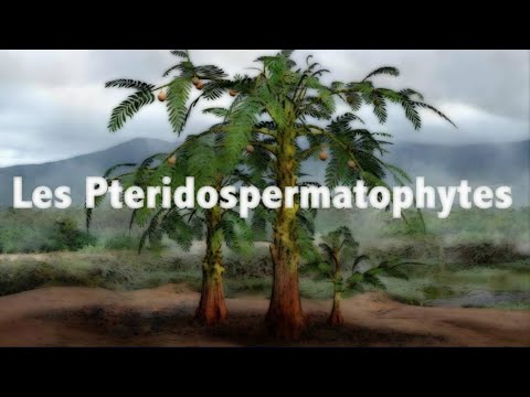 Vidéo: Pourquoi Glossopteris était-il si répandu ?