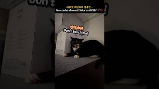 세모빗 꺼냈다가  또 맞을뻔 🪮💢_ No combs allowed! Skka is ANGRY 🪮💢