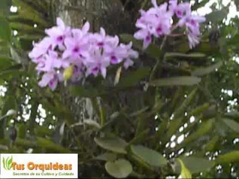 Orquideas Guarianthe. Bellas y Resistentes - thptnganamst.edu.vn