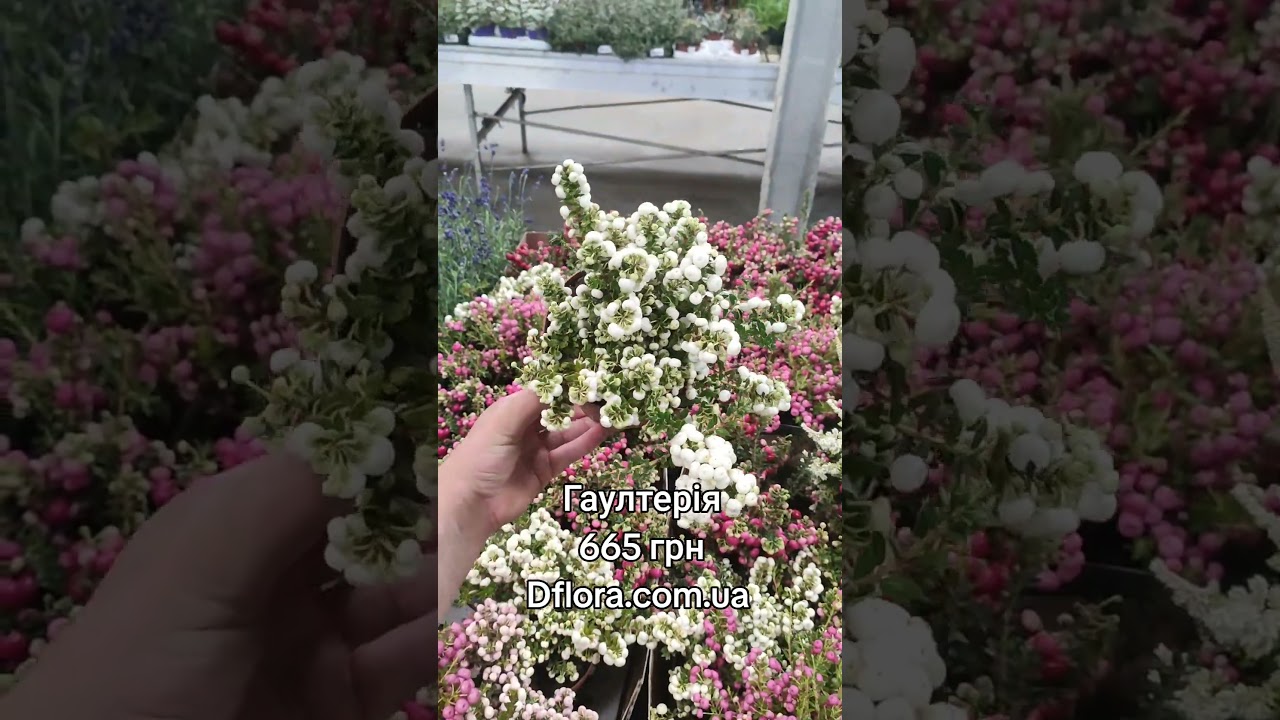 гаултерія. Dflora.com.ua