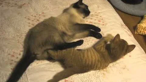 Watch the video about Tabby vs Siamese
