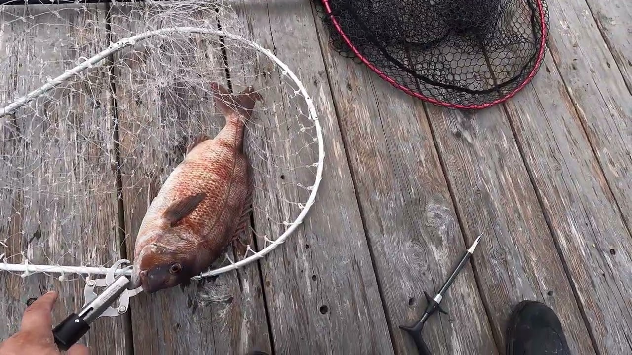 【海上釣堀】2025.10.24でんぱちや 後半【ゼロフカセ】