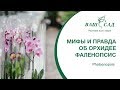 Мифы и правда об Орхидее Фаленопсис Phalaenopsis. Ваш сад