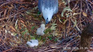 Sydney WB Sea Eagles🦅 SE38 Uses SE37’s Food Coma 😴 to Get Private Feeding🐟 2026 Aug 20