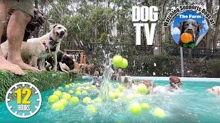 Dog Daycare Tv Dogs Playing Anti Anxiety Dog Music Youtube Dog Videos For Dogs To Watch