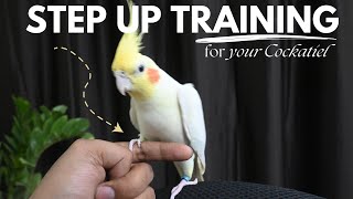 How To Teach Step up In Hindi | Basic Cockateil Traning For Beginners | Ayush Singh