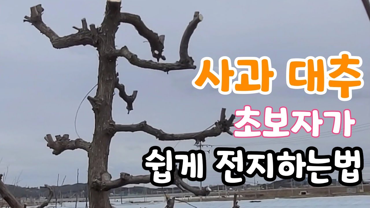 사과 대추나무 가지치기 꿀팁! 초보자도 기본 알면 쉽다. 대추 벌레 안먹게 하기 - Youtube