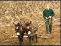 Farming with donkeys   pulling a brake harrow