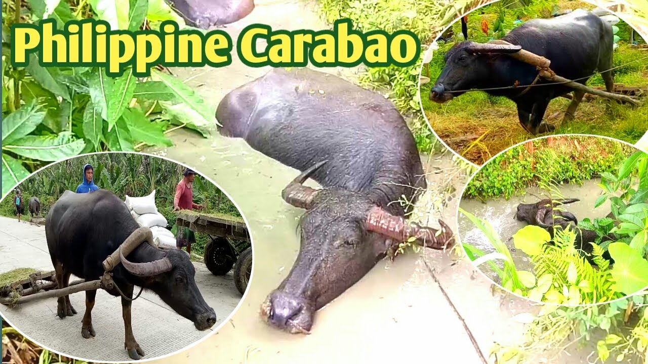 Philippine Carabao Water Buffalo Filipino Carabao Tipid Che YouTube