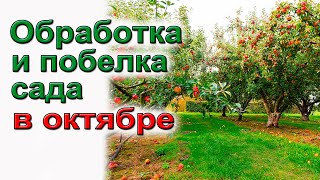 Октябрь.Искореняющая обработка и побелка сада.