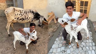 Zoo Me Baby Cow Or Cow Agai 😍