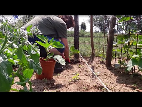 Video: Wat Te Doen In De Gaten Bij Het Planten Van Aubergines? Wat Te Zetten Bij Het Planten In De Grond En Kas? Hoe Kunstmest Toevoegen? Houden Aubergines Van Mest?