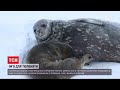 Поповнення в Антарктиді: поблизу української станції народилось тюленя