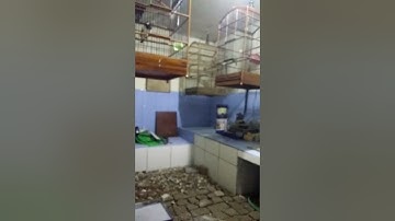 kapas tembak sang guru vocal