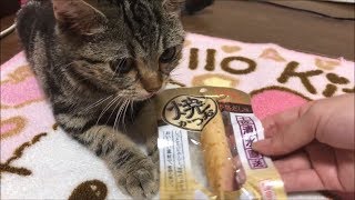 大好きな焼かつおにスリスリしてかぶりつく子猫