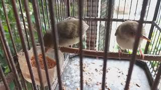 Suara anak burung prenjak lumut TERANCAM memanggil induknya