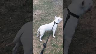 Os Presento Bull Terrier Mini Y Dóberman Mis Perros