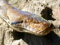 GIGANT SNAKE, BIG SNAKES, PITON RETICULADO, VIBORA GIGANTE