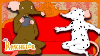 Famous HOT RATS IN YOUR AREA! | The Ratchelor Profile