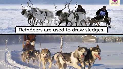 Animals Used for Transport | Environmental Studies Grade 4 | Periwinkle