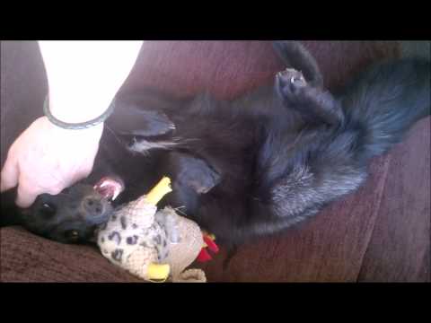 The Laughing Fox (Fox Greeting)