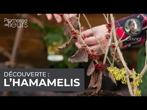 Vidéo: Taille de l'hamamélis - Comment et quand tailler les plantes d'hamamélis