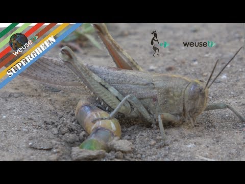 Cavalletta che depone le uova (Incontro ravvicinato in 4k) (Grasshopper laying eggs)