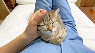 生後3ヶ月の子猫と成猫の甘え方の違いがこちら!