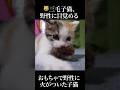 恐怖！三毛子猫、野性に目覚める #cat #kitten #猫 #子猫 #ねこ #こねこ #保護猫 #shorts #猫のいる暮らし