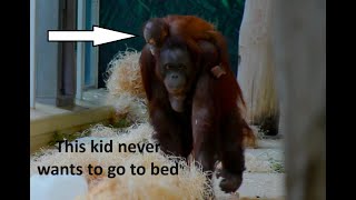 Funny Orangutan baby moments