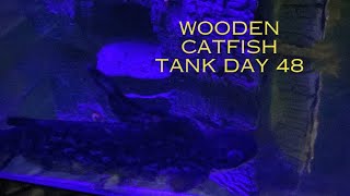 Wooden Catfish Tank Day #48