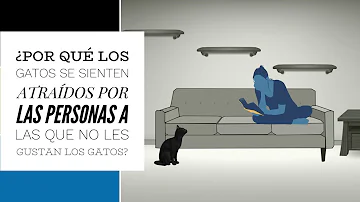 ¿Los gatos se apegan a una persona?